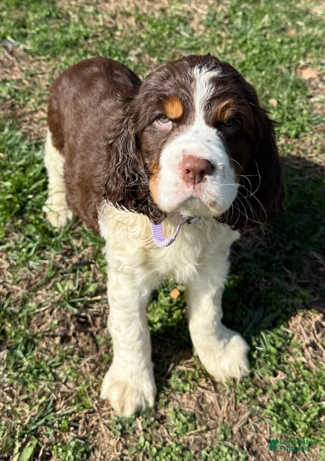 English Springer Spaniel dogs for sale: Star - Ad 2