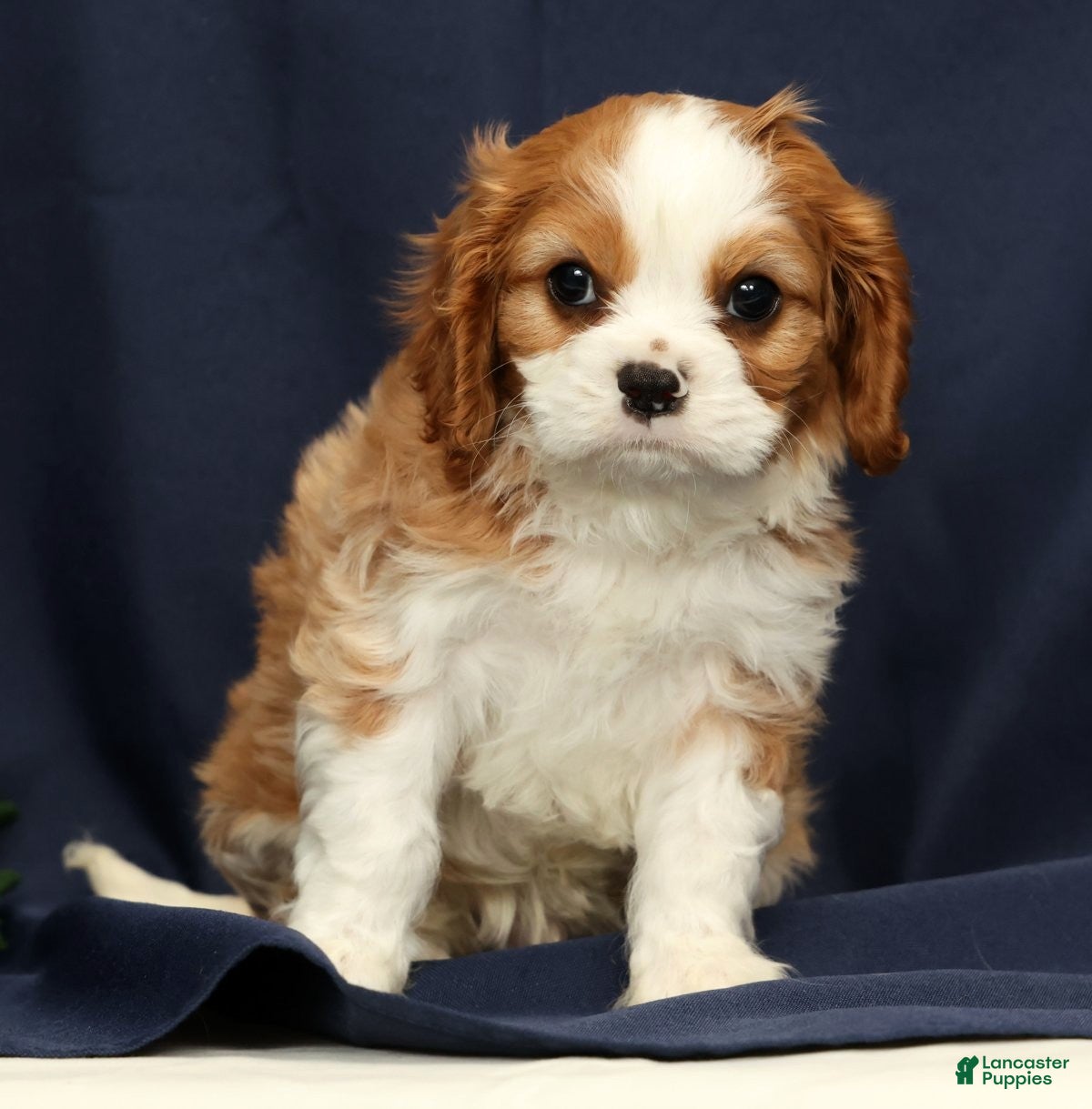 Cavalier King Charles Spaniel dogs Duke - Ad 2