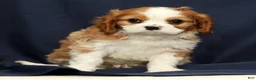 Cavalier King Charles Spaniel dogs for sale: Duke - Ad 2