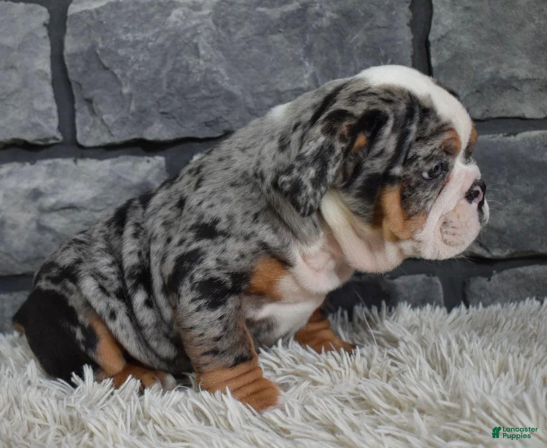 Mixed Breed dogs for sale: Bella  - Ad 2