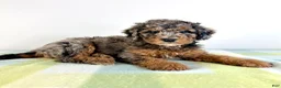 Bernedoodle dogs for sale: Buzz - Ad 3