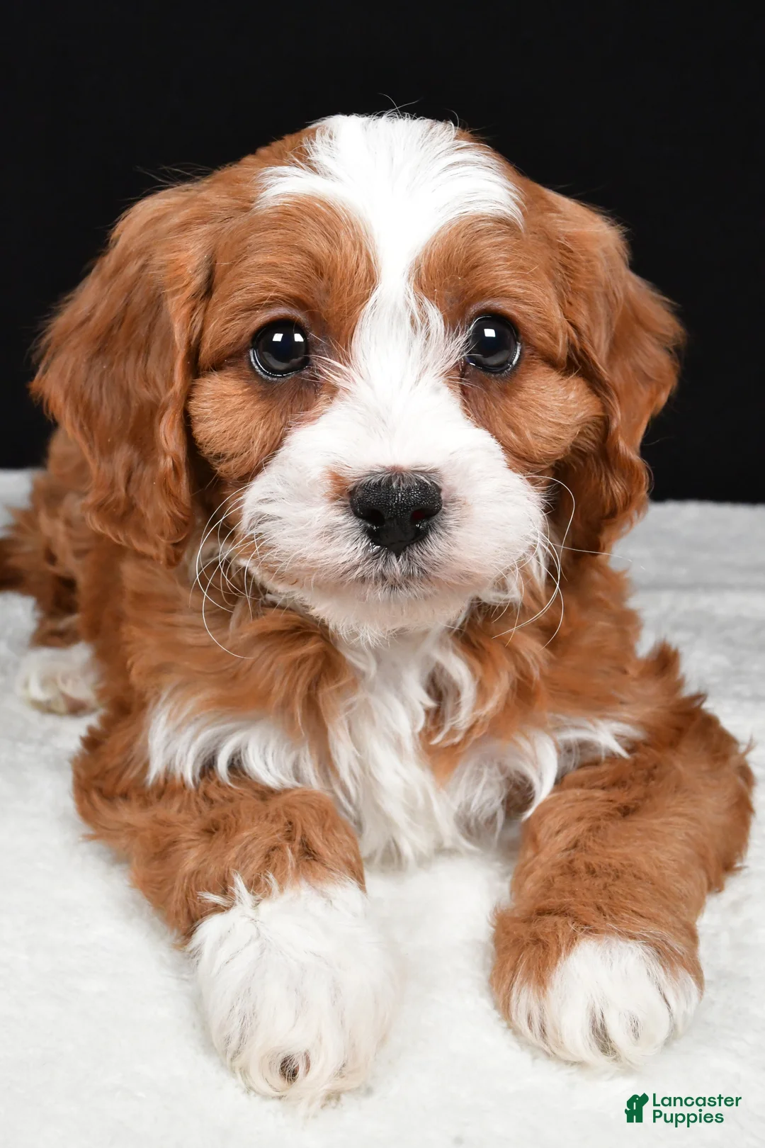 Cavapoo dogs for sale: Kenny - Ad 8