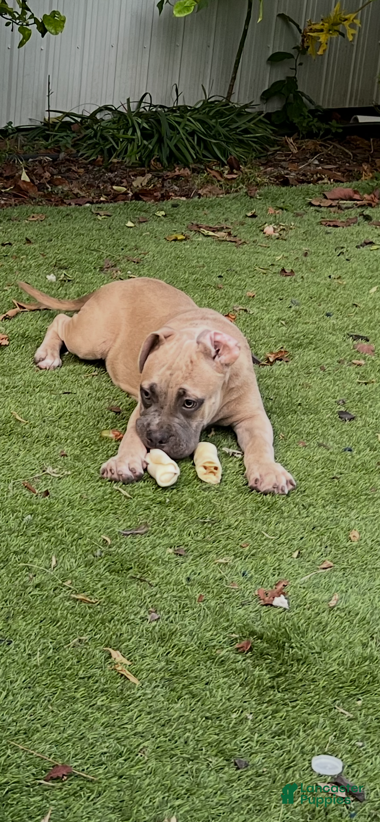 American Bully dogs American Bully 2 - Ad 14