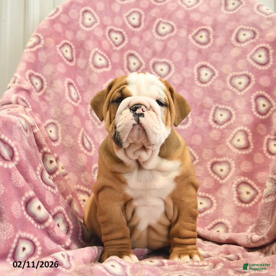 English Bulldog dogs for sale: Zara  - Ad 4