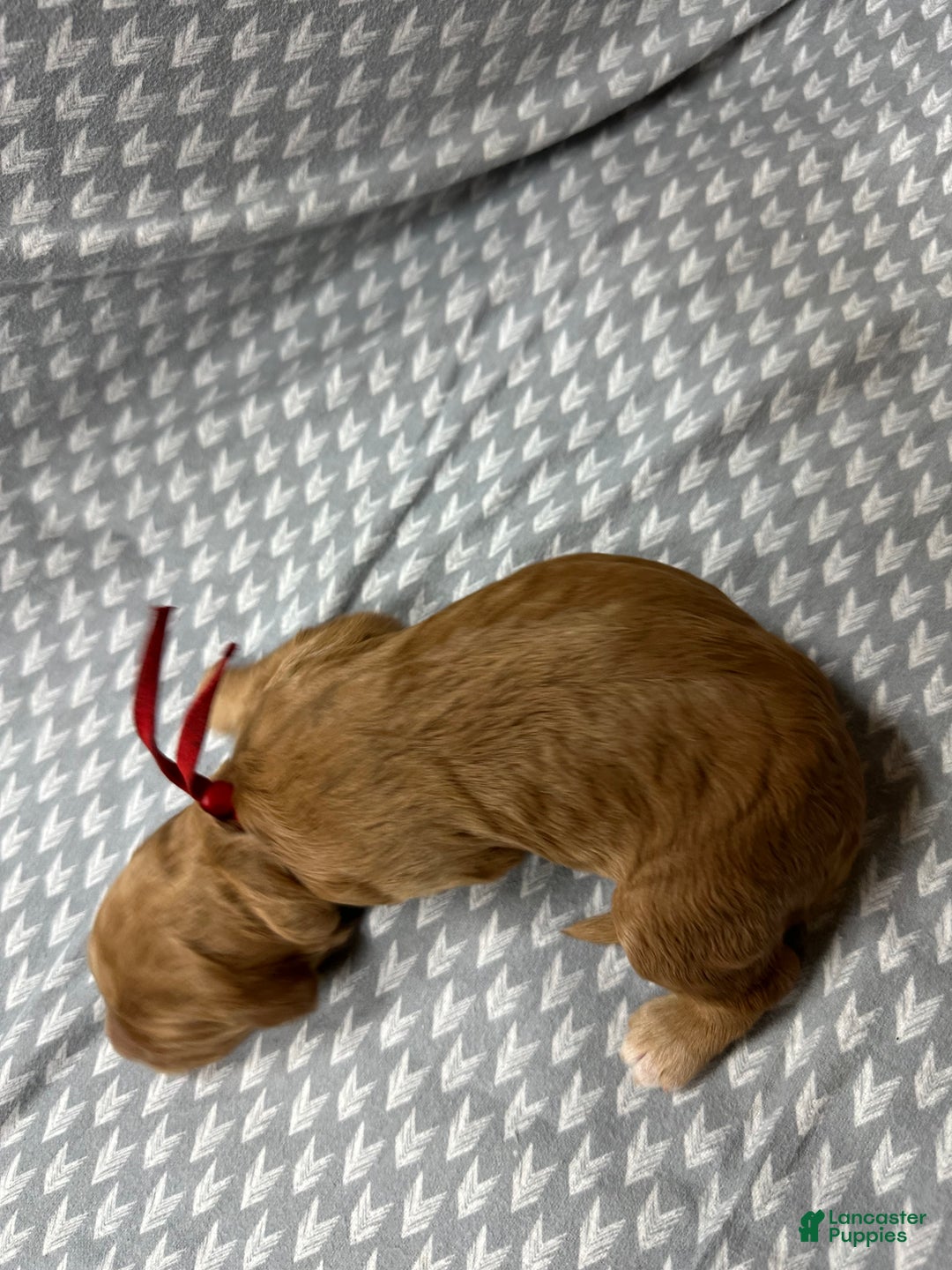 Goldendoodle dogs for sale: Red - Ad 5