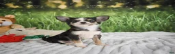 Chihuahua dogs for sale: Precious - Ad 12