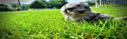 Havapoo dogs for sale: Huggles - Ad 12