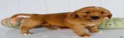Golden Retriever dogs for sale: Brice Male AKC Golden Retriever - Ad 7