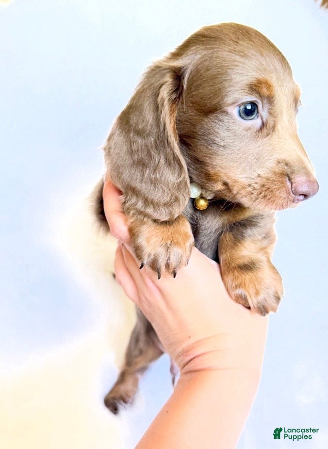 Miniature Dachshund dogs Scottie - Ad 20