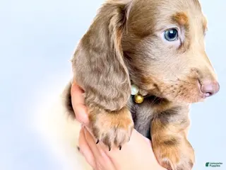 Miniature Dachshund dogs Scottie - Ad 20
