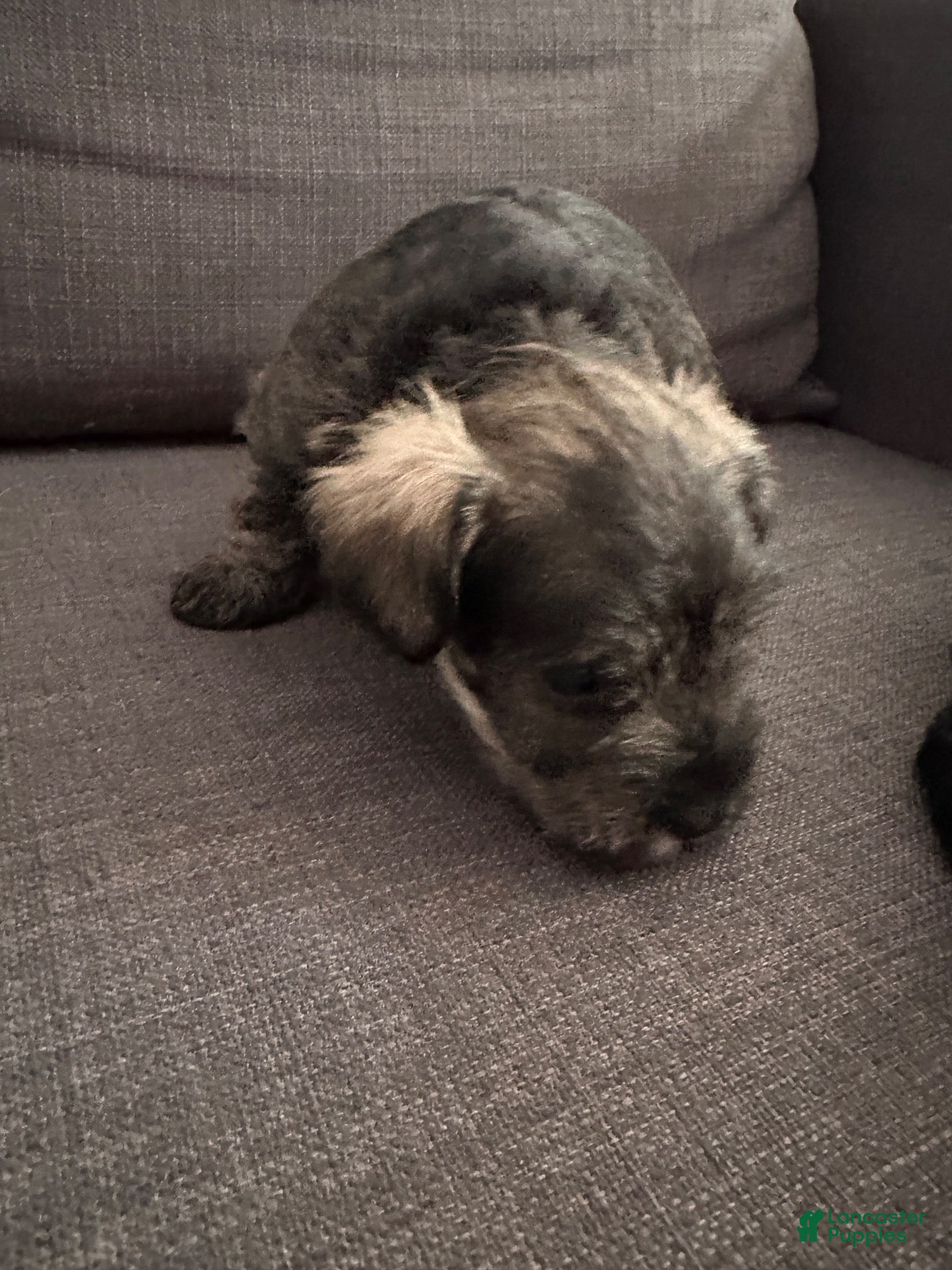 Miniature Schnauzer dogs for sale: Miniature Schnauzer 4 - Ad 2