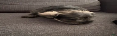 Miniature Schnauzer 4
