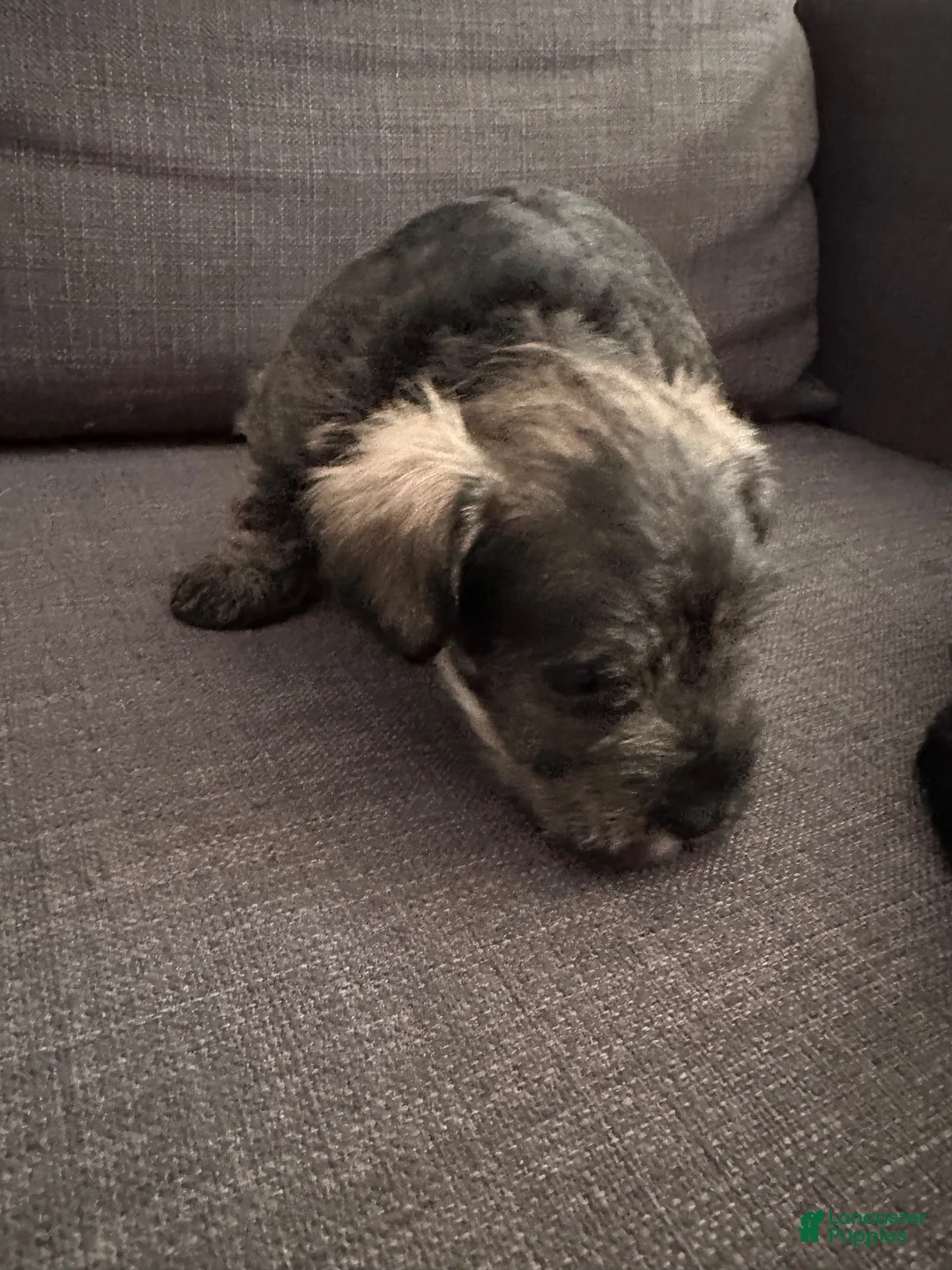 Miniature Schnauzer dogs for sale: Miniature Schnauzer 4 - Ad 1