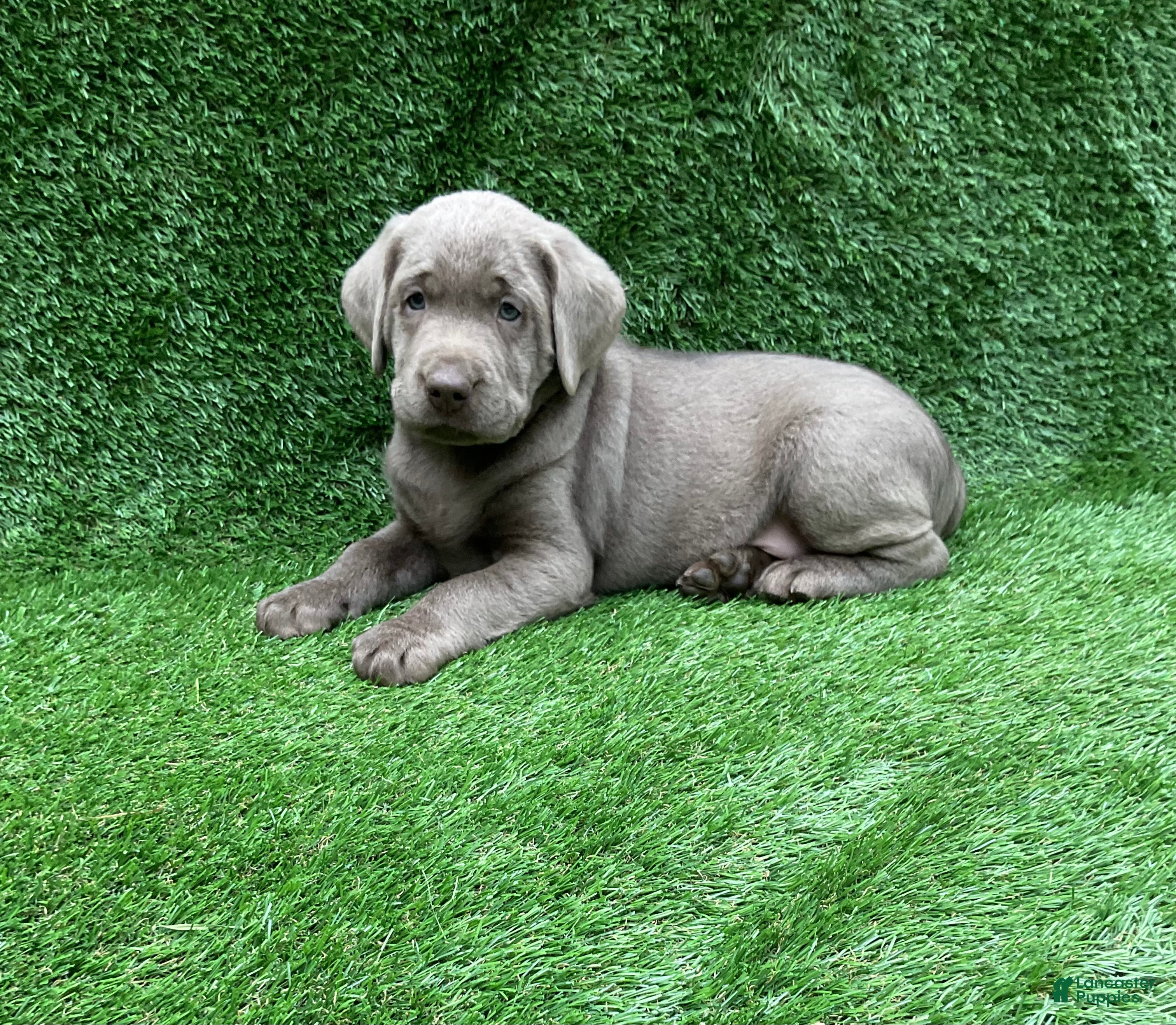 Labrador Retriever dogs Cole - Ad 1