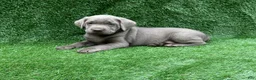 Labrador Retriever dogs for sale: Cole - Ad 1