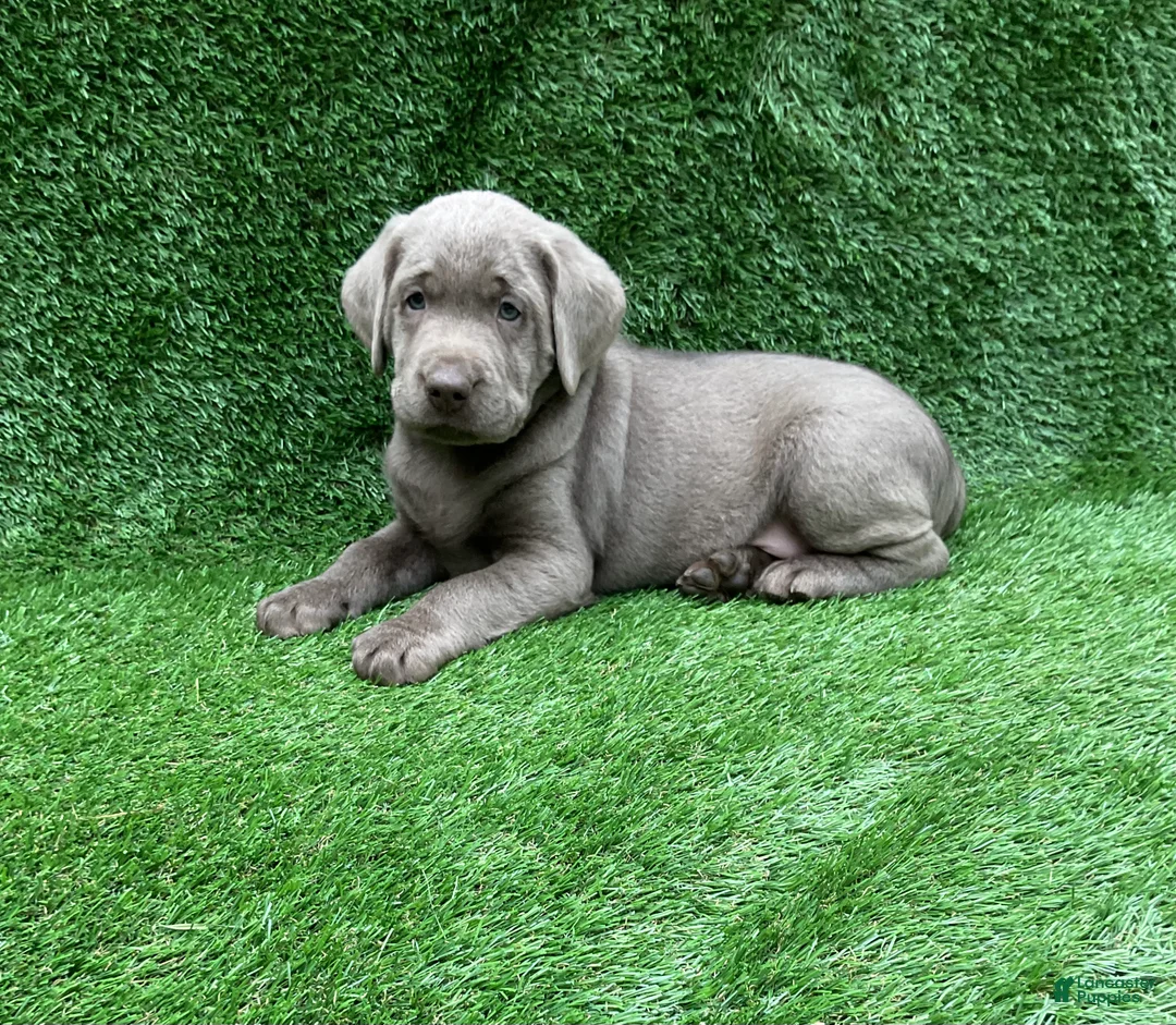 Labrador Retriever dogs for sale: Cole - Ad 1