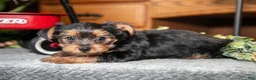 Yorkshire Terrier dogs for sale: Ruby - Ad 3