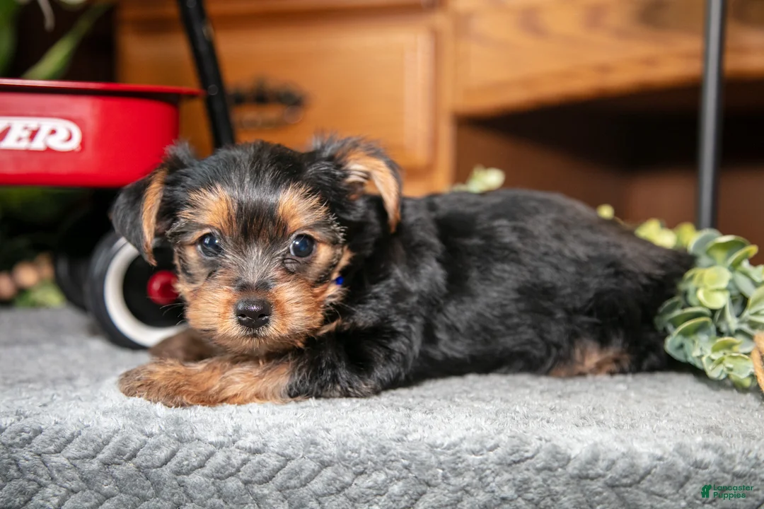 Yorkshire Terrier dogs for sale: Ruby - Ad 3