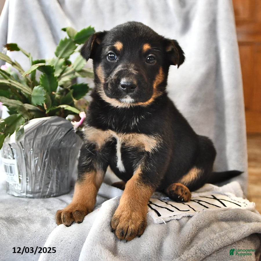 Mixed Breed dogs Tinsel - Ad 25