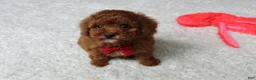 Toy Poodle dogs for sale: Maxwell - Ad 1