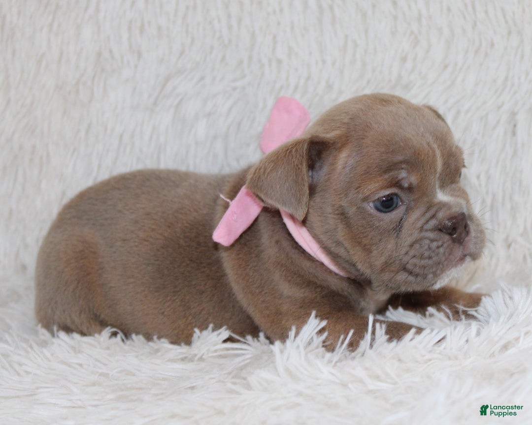 English Bulldog dogs for sale: Poppy - Ad 3