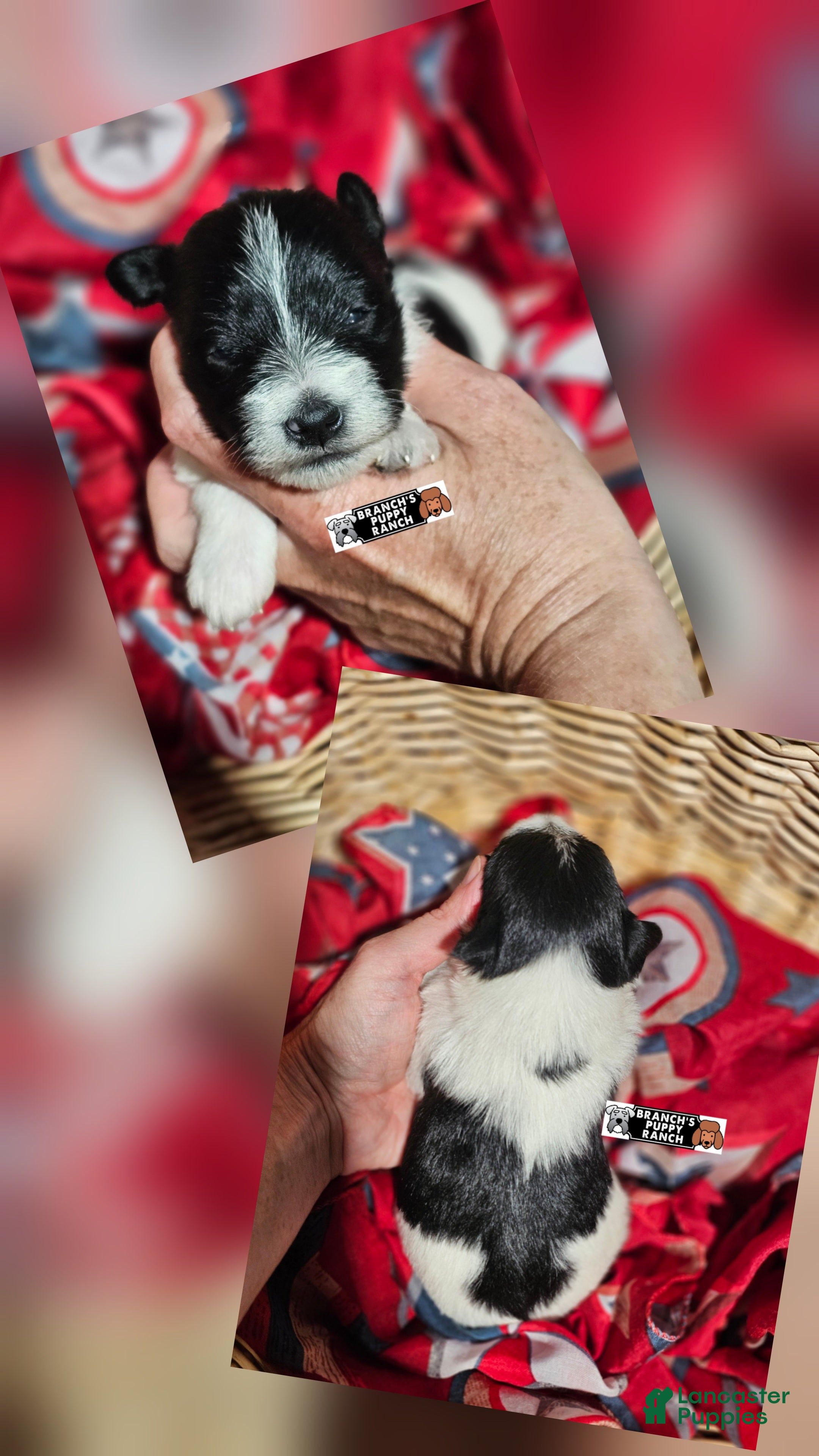 Miniature Schnauzer dogs Miniature Schnauzer 6 - Ad 1