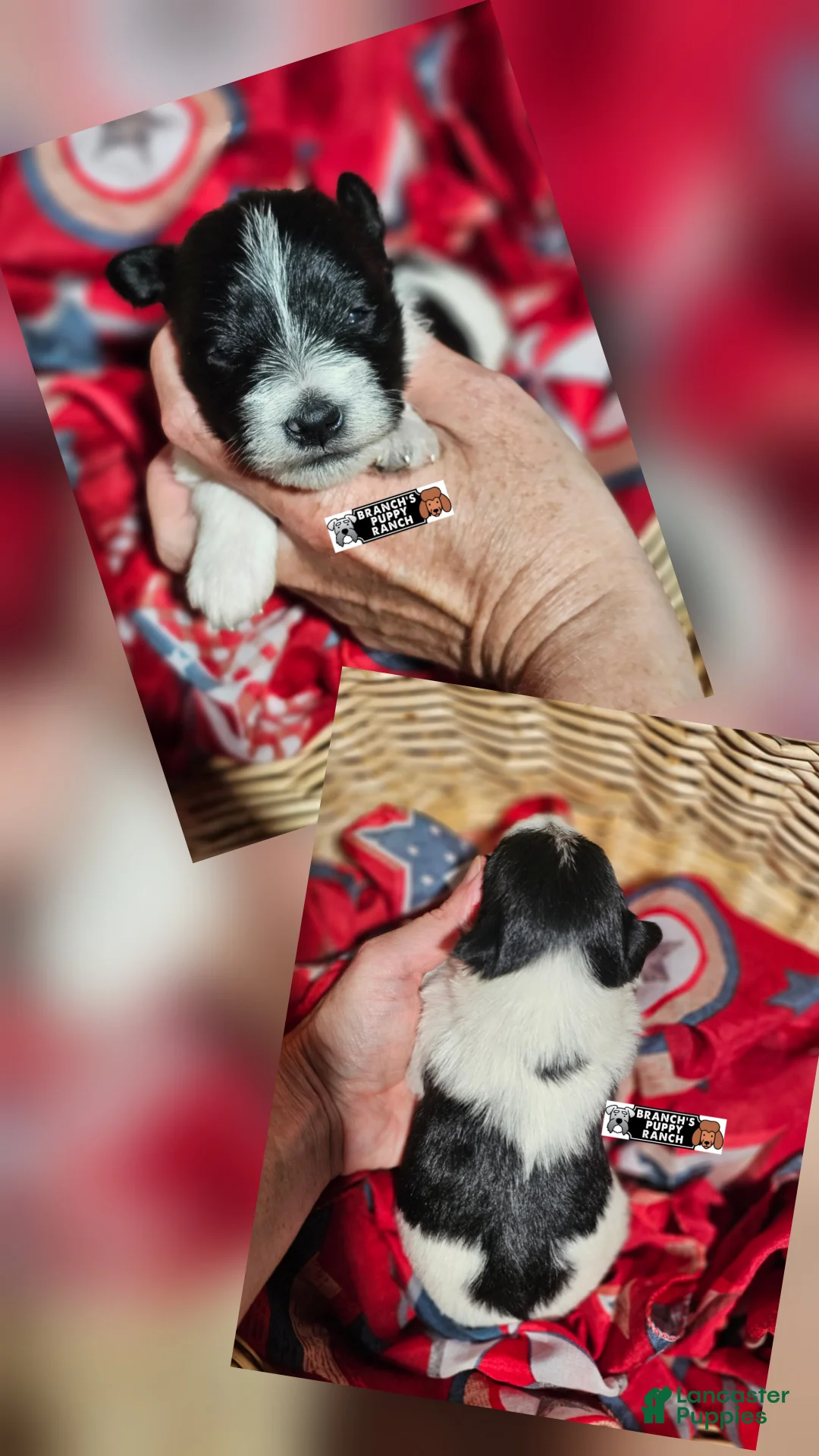 Miniature Schnauzer dogs for sale: Miniature Schnauzer 6 - Ad 1