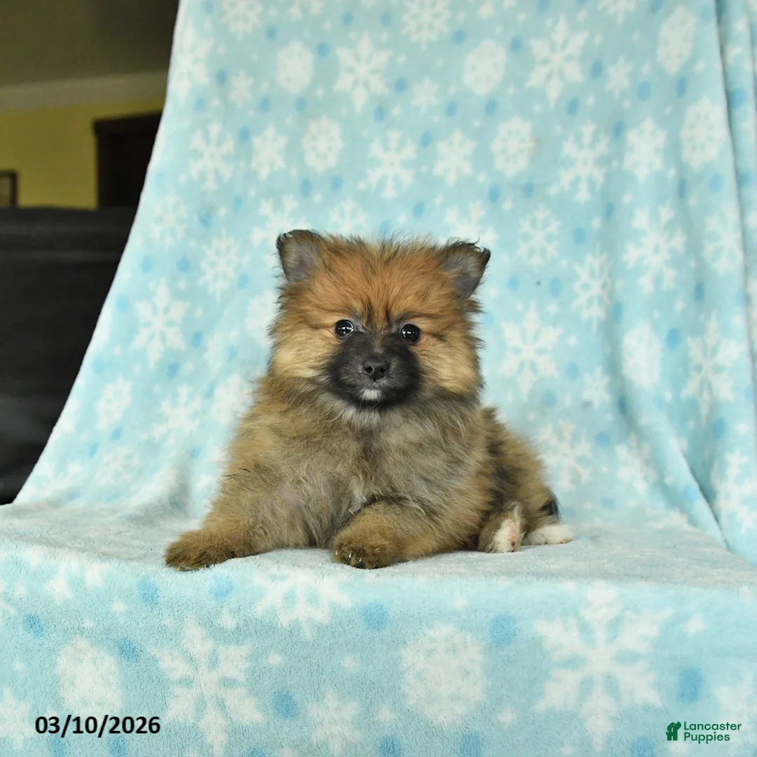 Pomeranian dogs for sale: Dixie - Ad 1