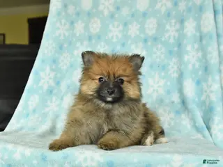 Pomeranian dogs for sale: Dixie - Ad 1