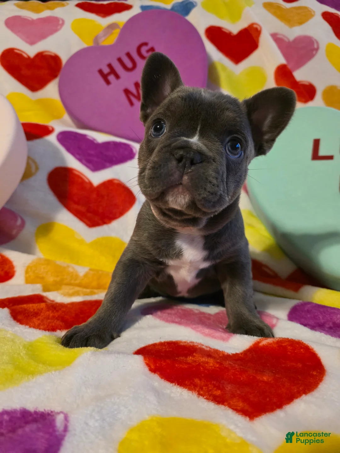 French Bulldog dogs for sale: French Bulldog Puppy 4 - Ad 1