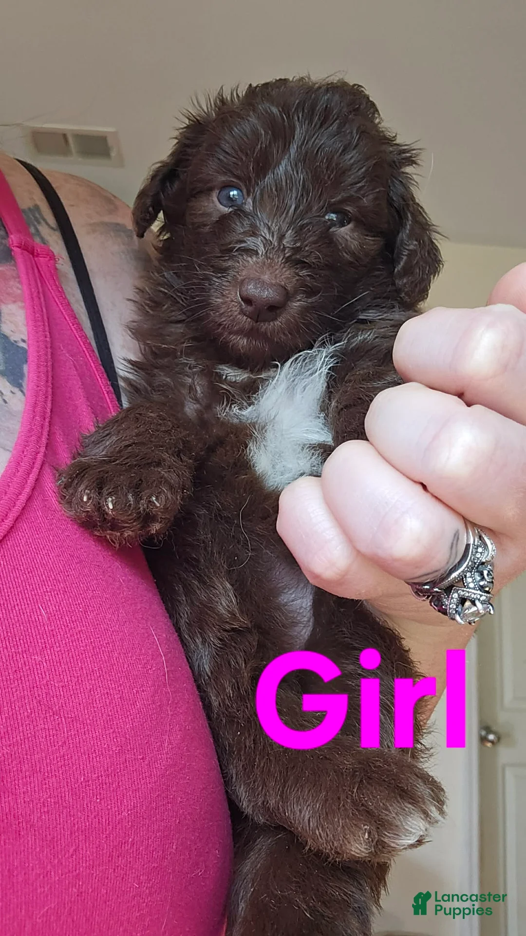 Bordoodle dogs for sale: Sassafras  - Ad 1