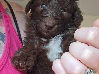 Bordoodle dogs Sassafras - Ad 4