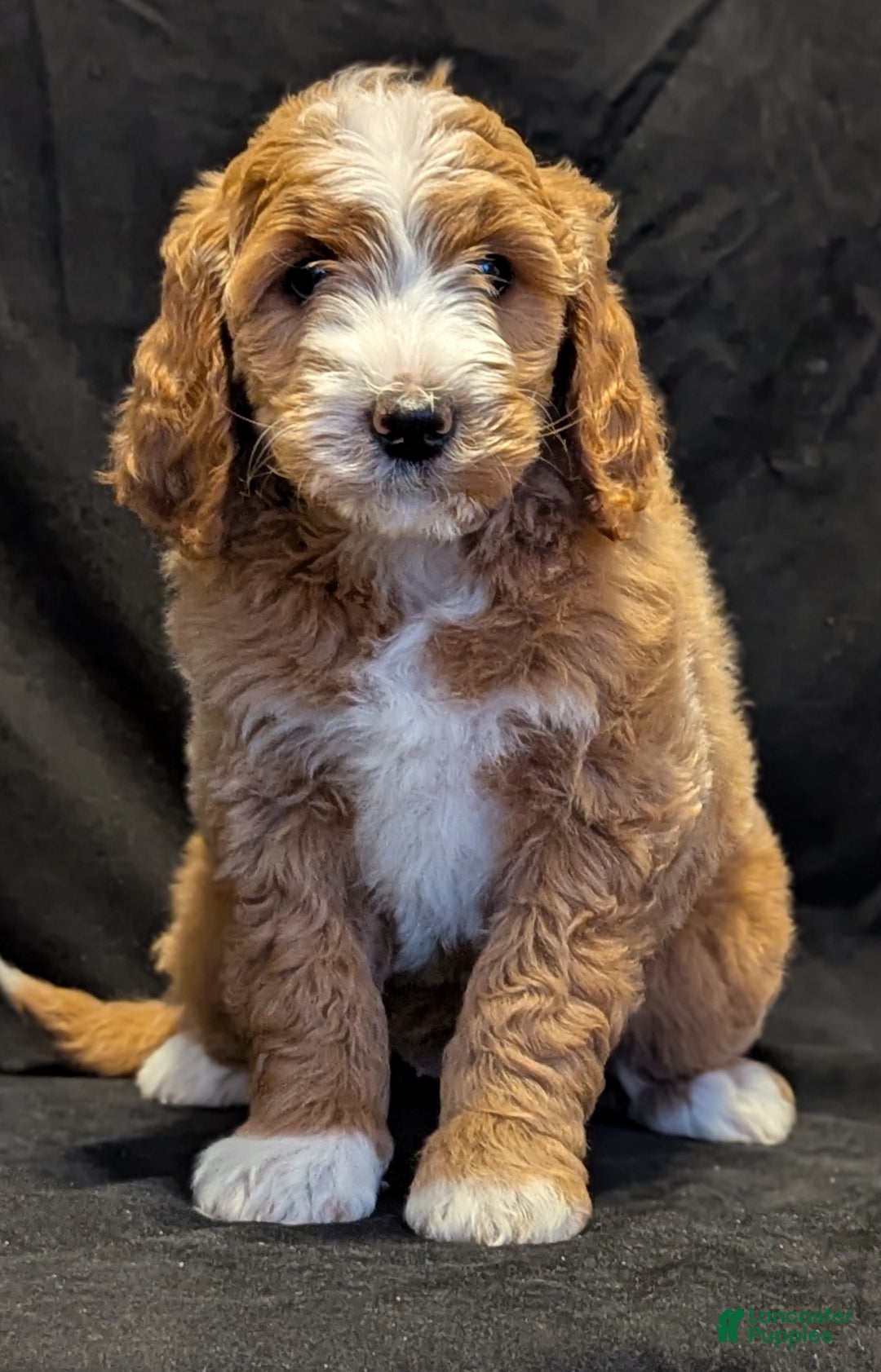 Goldendoodle dogs for sale: Teddy  - Ad 1