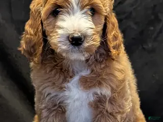 Goldendoodle dogs Teddy - Ad 36