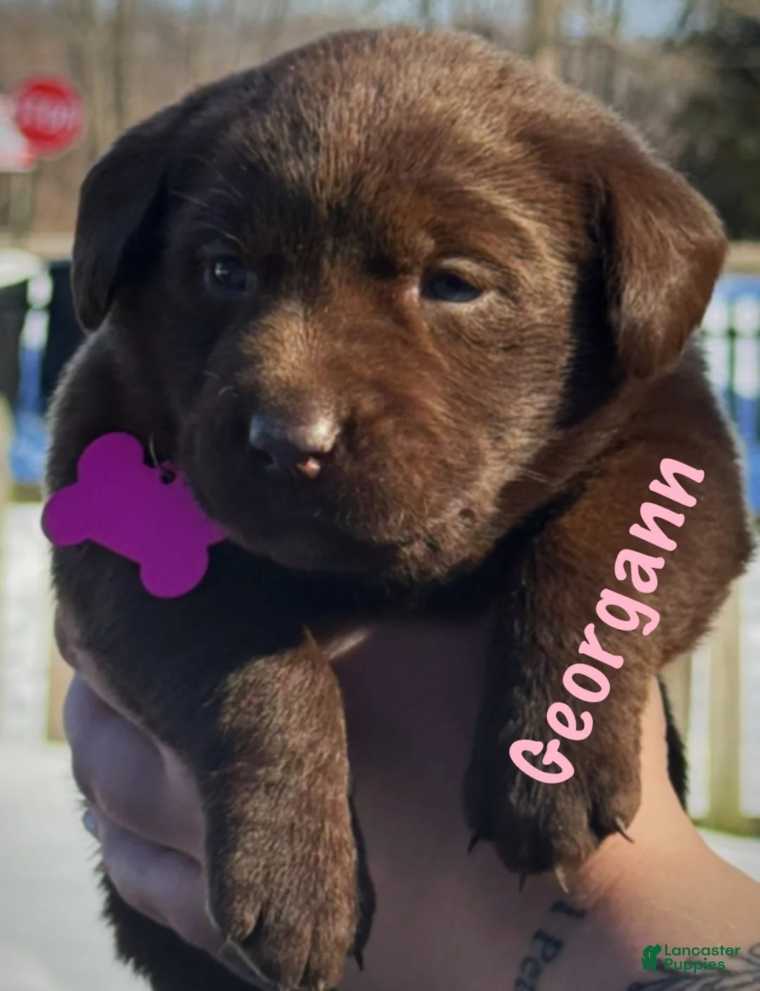 Labrador Retriever dogs for sale: georgann  - Ad 3