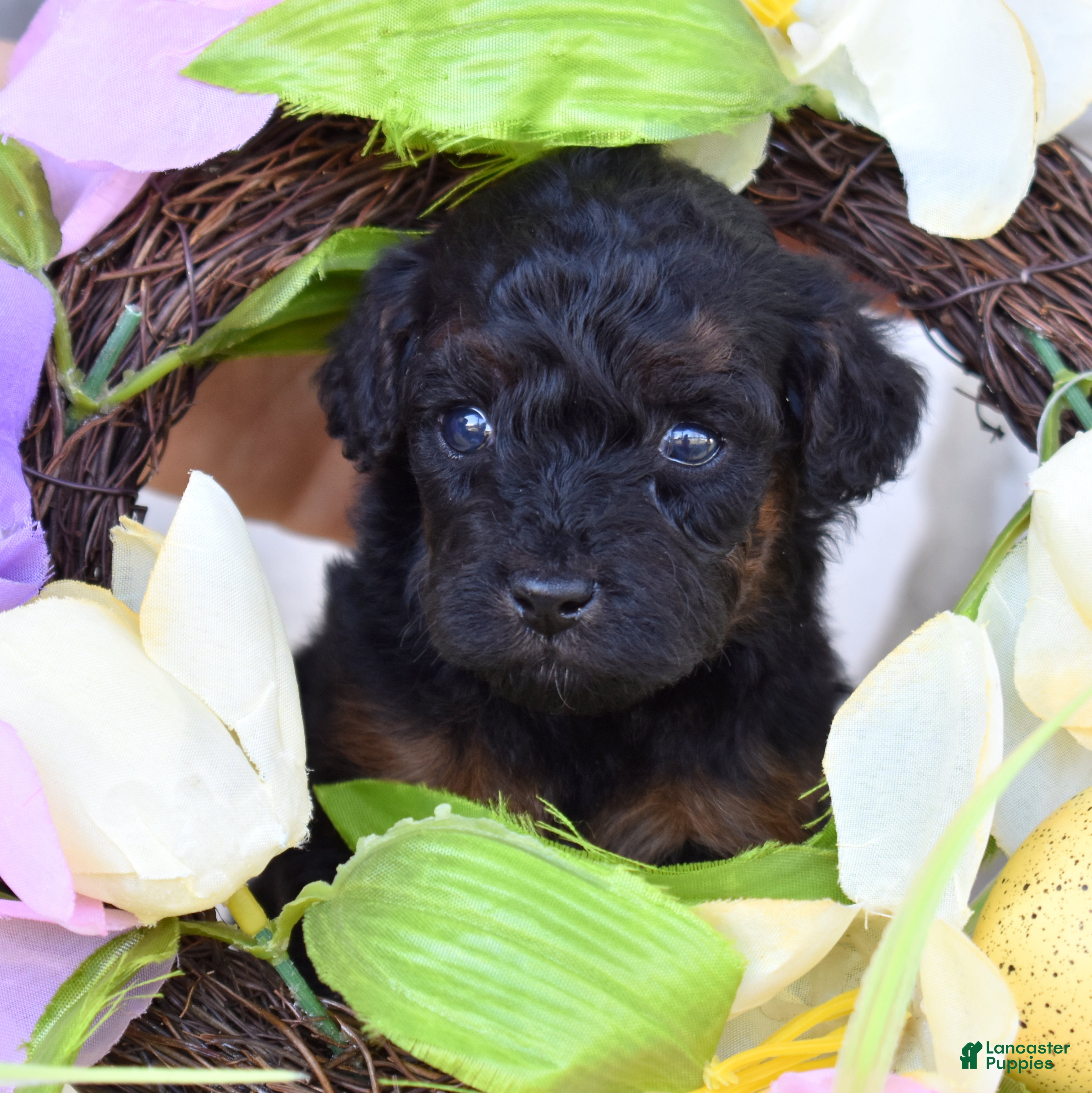 Miniature Poodle dogs Jewel - Ad 1