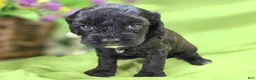 Cavapoo dogs for sale: Twink - Ad 25