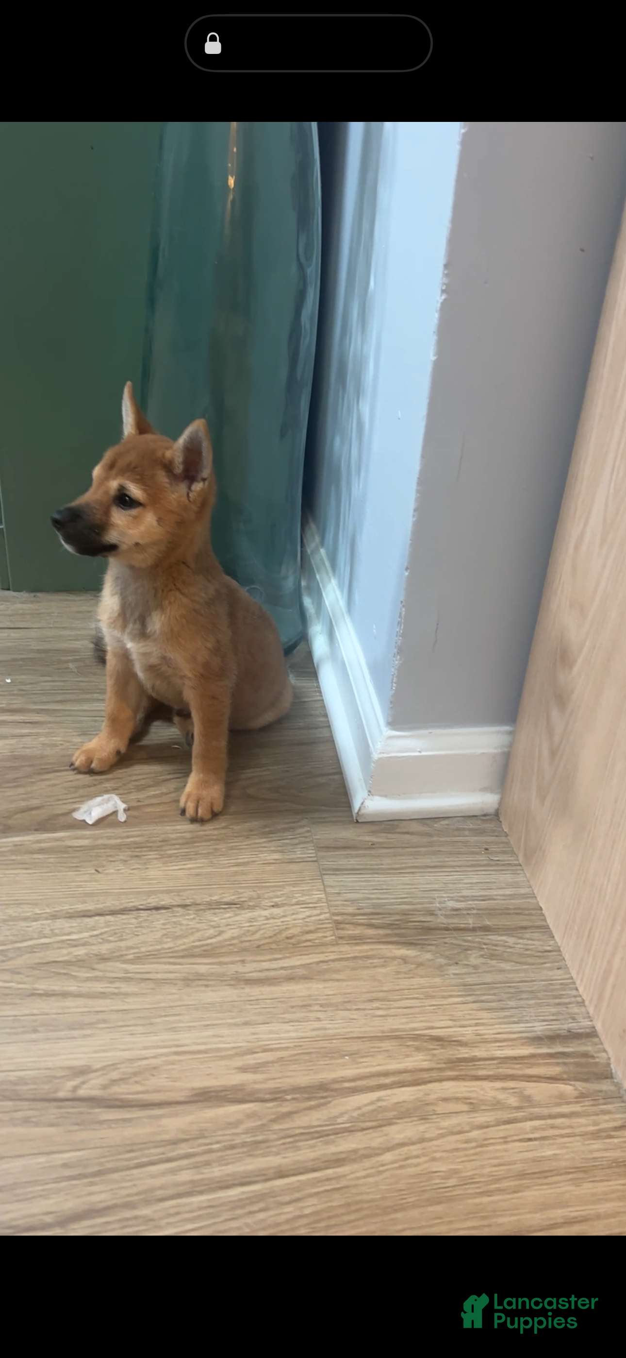 Shiba Inu dogs Tito - Ad 2