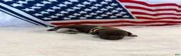 German Shorthaired Pointer dogs for sale: German Shorthaired Pointer 5 - Ad 2