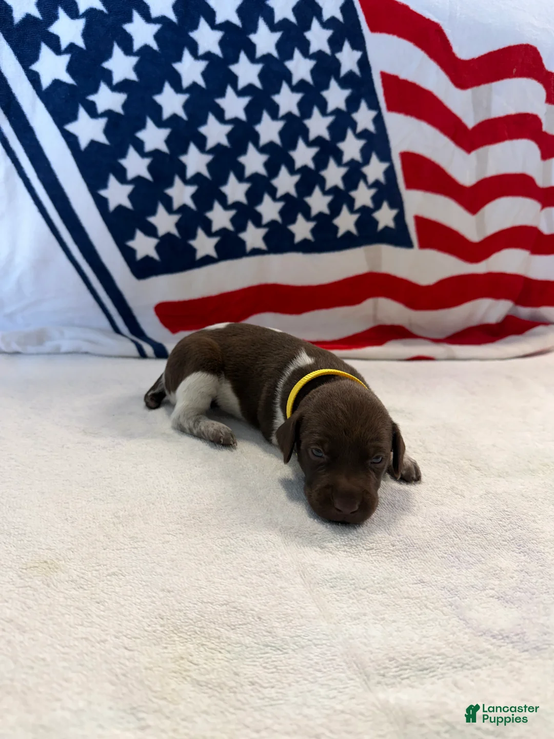 German Shorthaired Pointer dogs for sale: German Shorthaired Pointer 5 - Ad 2