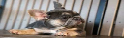 French Bulldog dogs for sale:  Flora Jane 🩷 - Ad 11