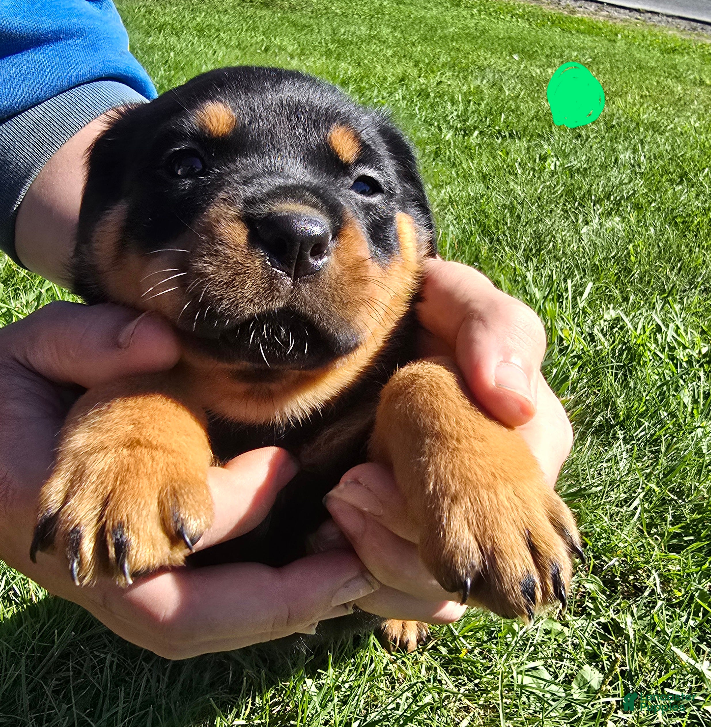 Rottweiler dogs Rottweiler green male  - Ad 14