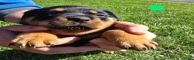 Rottweiler green male 