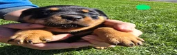 Rottweiler dogs for sale: Rottweiler green male  - Ad 1
