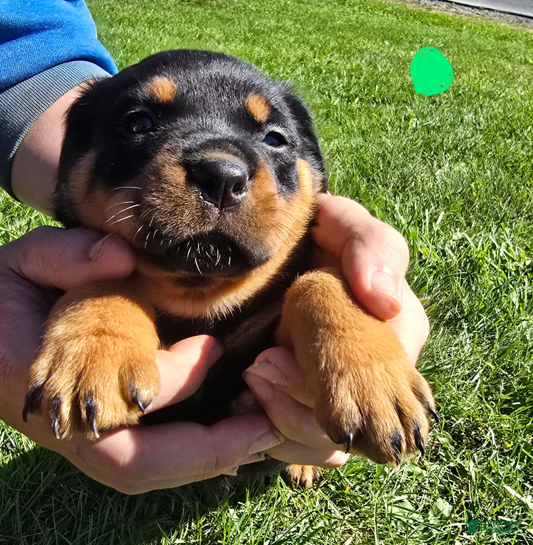Rottweiler dogs for sale: Rottweiler green male  - Ad 1