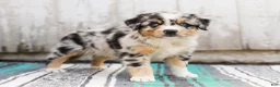 Australian Shepherd dogs for sale: Tulip - Ad 6