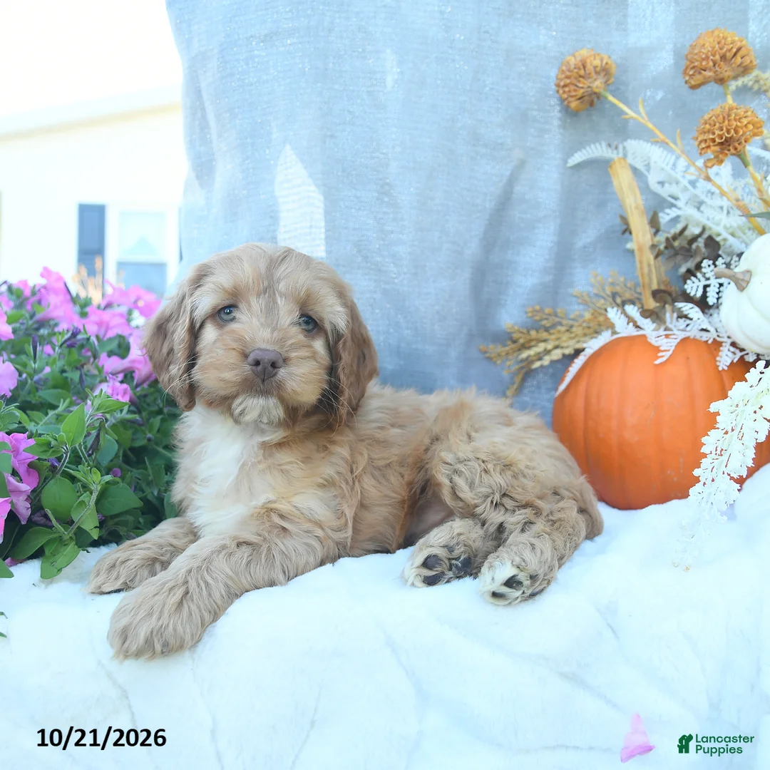 Cockapoo dogs for sale: Amber - Ad 2