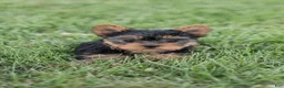 Yorkshire Terrier dogs for sale: Jasper - Ad 11