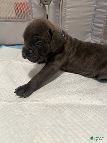 Cane Corso dogs Boy 1 - Ad 1