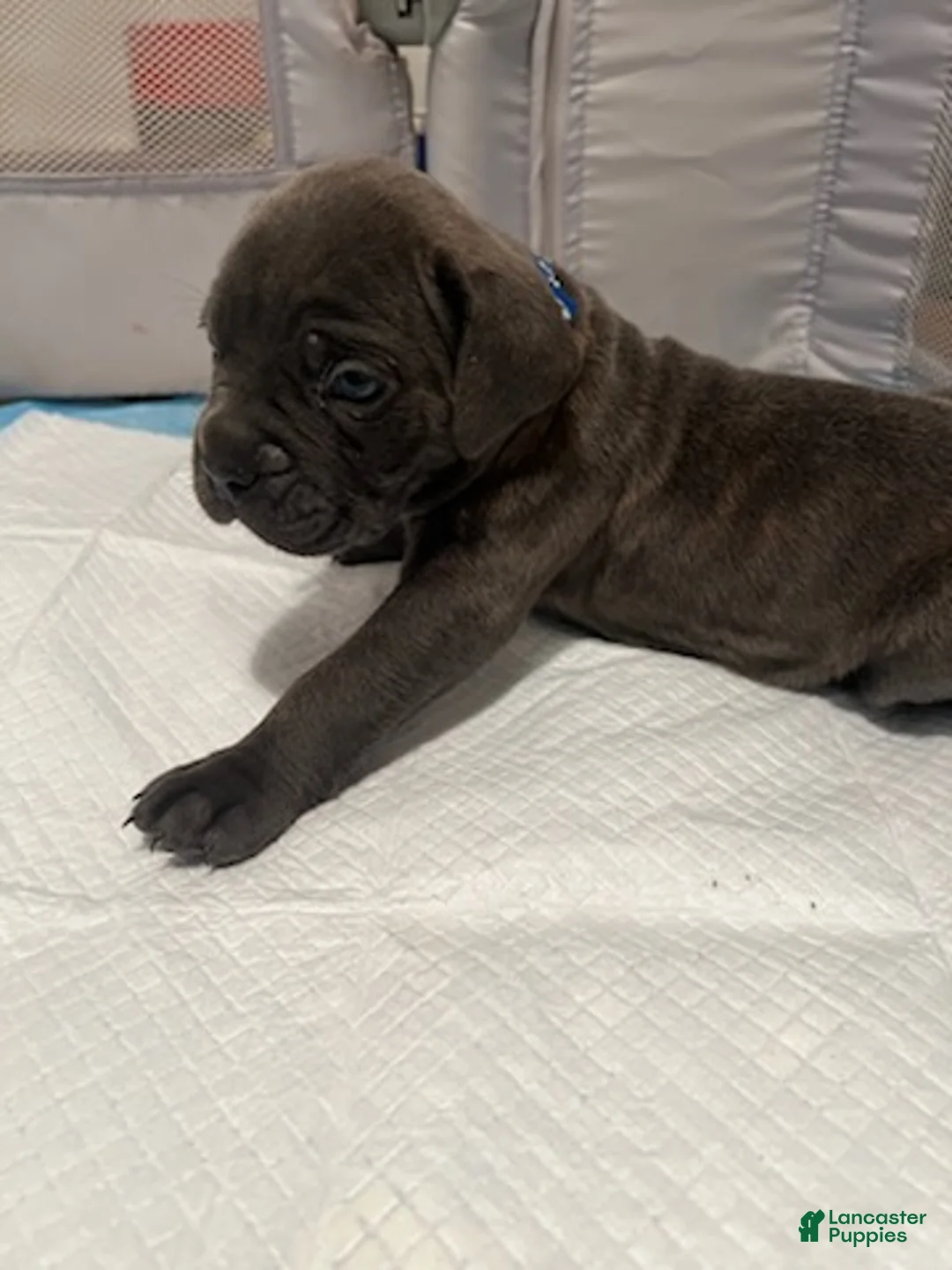 Cane Corso dogs for sale: Boy 1 - Ad 1